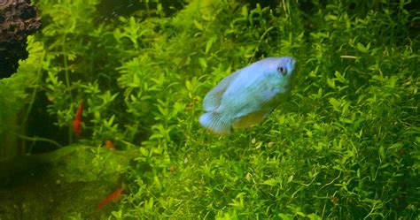 1,231+ Free Aquarium Fish 4K & HD Stock Videos .